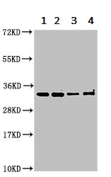 Western blot - Anti-CAMLG/CAML antibody (AB236655)