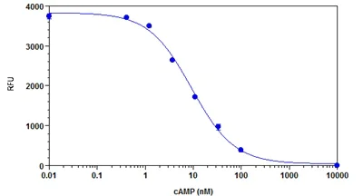 Functional Studies - cAMP Assay Kit (Competitive ELISA, Fluorometric) (AB138880)