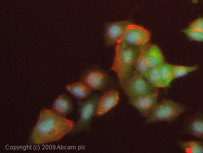 Immunocytochemistry/ Immunofluorescence - Anti-cAMP Protein Kinase Catalytic subunit antibody (AB26322), expandable thumbnail
