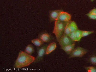 Immunocytochemistry/ Immunofluorescence - Anti-cAMP Protein Kinase Catalytic subunit antibody (AB26322)