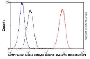 Flow Cytometry (Intracellular) - Anti-cAMP Protein Kinase Catalytic subunit antibody [EP2102Y] (ab76238), expandable thumbnail