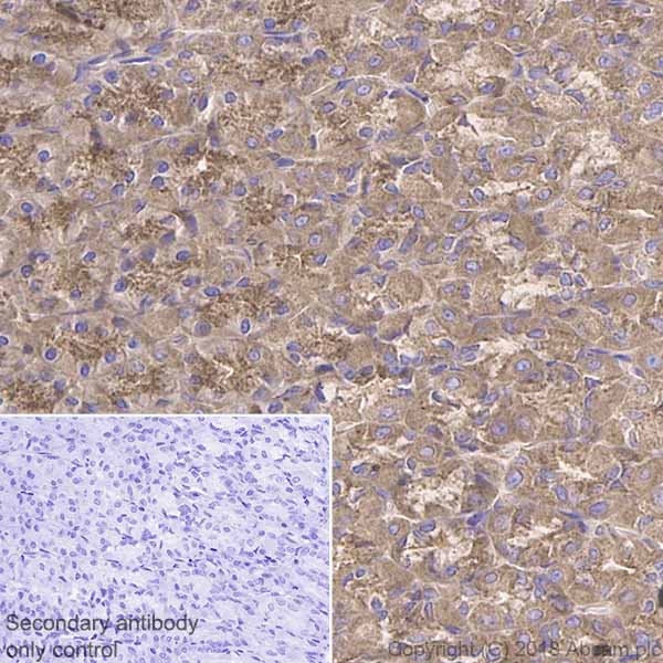 Immunohistochemistry (Formalin/PFA-fixed paraffin-embedded sections) - Anti-cAMP Protein Kinase Catalytic subunit antibody [EP2102Y] (AB76238), expandable thumbnail