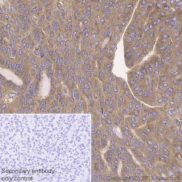 Immunohistochemistry (Formalin/PFA-fixed paraffin-embedded sections) - Anti-cAMP Protein Kinase Catalytic subunit antibody [EP2102Y] (ab76238), expandable thumbnail