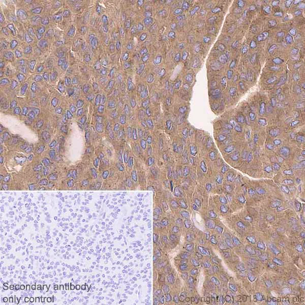 Immunohistochemistry (Formalin/PFA-fixed paraffin-embedded sections) - Anti-cAMP Protein Kinase Catalytic subunit antibody [EP2102Y] (AB76238)