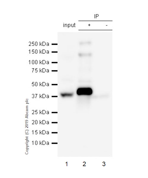 Immunoprecipitation - Anti-cAMP Protein Kinase Catalytic subunit antibody [EP2102Y] (AB76238), expandable thumbnail