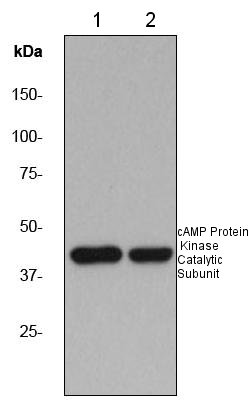 Western blot - Anti-cAMP Protein Kinase Catalytic subunit antibody [EP2102Y] (ab76238), expandable thumbnail