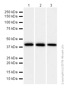 Western blot - Anti-cAMP Protein Kinase Catalytic subunit antibody [EP2102Y] (AB76238)