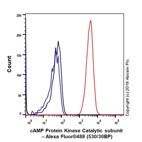 Flow Cytometry (Intracellular) - Anti-cAMP Protein Kinase Catalytic subunit antibody [EP2102Y] - BSA and Azide free (AB235385)