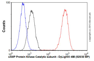 Flow Cytometry (Intracellular) - Anti-cAMP Protein Kinase Catalytic subunit antibody [EP2102Y] - BSA and Azide free (AB235385)