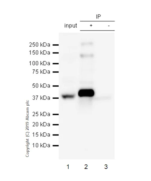 Immunoprecipitation - Anti-cAMP Protein Kinase Catalytic subunit antibody [EP2102Y] - BSA and Azide free (AB235385)