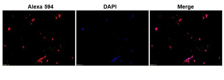 Immunocytochemistry/ Immunofluorescence - Anti-Campylobacter Jejuni antibody (AB325763)