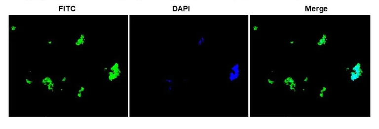 Immunocytochemistry/ Immunofluorescence - Anti-Campylobacter Jejuni antibody (AB325764)