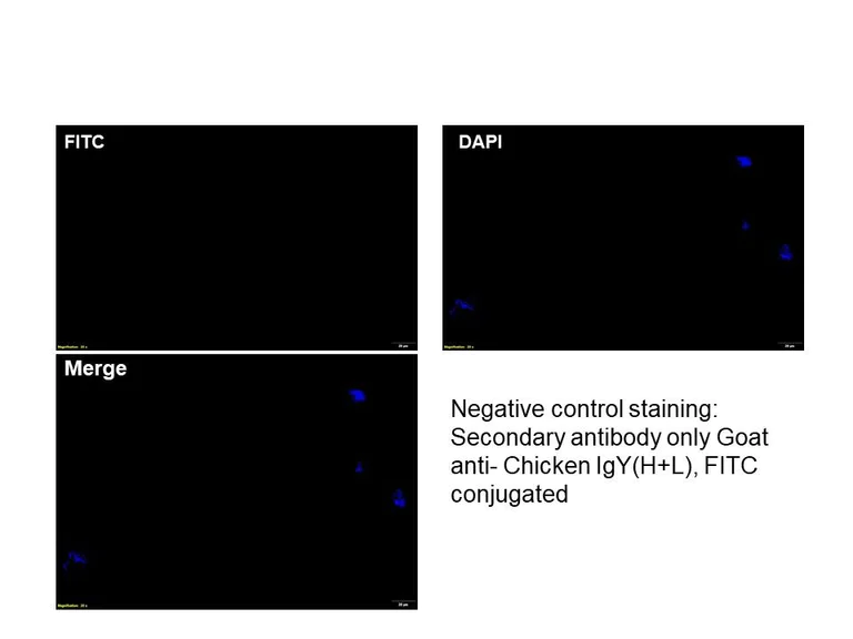Immunocytochemistry/ Immunofluorescence - Anti-Campylobacter Jejuni antibody (AB325764)
