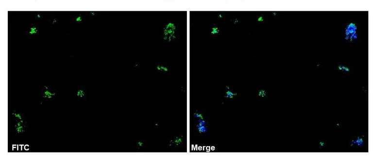 Immunocytochemistry/ Immunofluorescence - Anti-Campylobacter Jejuni antibody (AB325765)