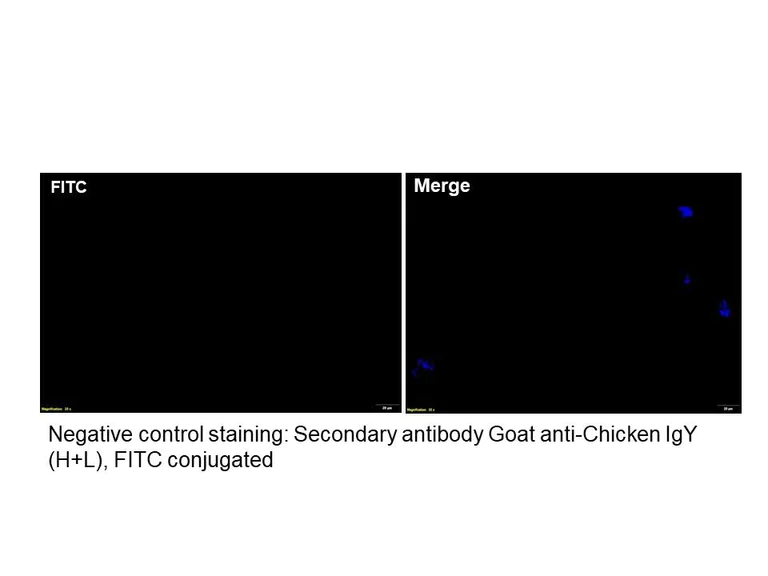 Immunocytochemistry/ Immunofluorescence - Anti-Campylobacter Jejuni antibody (AB325765)