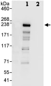Immunoprecipitation - Anti-CAMSAP1 antibody (AB86001)