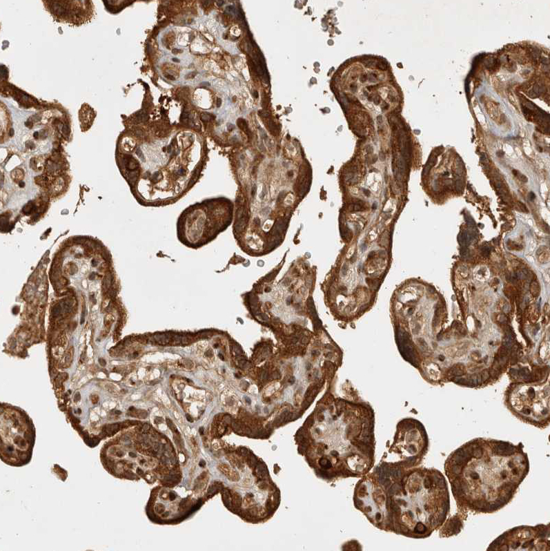 Immunohistochemistry (Formalin/PFA-fixed paraffin-embedded sections) - Anti-CAMSAP2 antibody (AB251766)