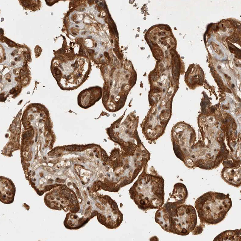 Immunohistochemistry (Formalin/PFA-fixed paraffin-embedded sections) - Anti-CAMSAP2 antibody (AB251766)