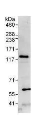 Immunoprecipitation - Anti-CAND1 antibody (AB101987)