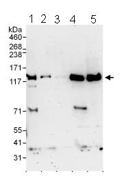 Western blot - Anti-CAND1 antibody (AB101987)