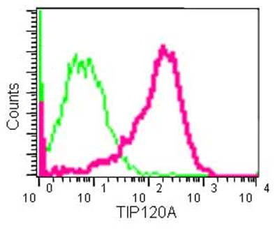 Flow Cytometry (Intracellular) - Anti-CAND1 antibody [EPR14241] - BSA and Azide free (AB250708)
