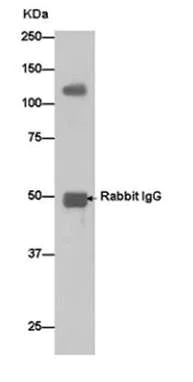 Immunoprecipitation - Anti-CAND1 antibody [EPR14241] - BSA and Azide free (AB250708)