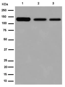 Western blot - Anti-CAND1 antibody [EPR14241] - BSA and Azide free (AB250708)