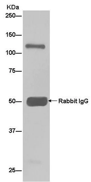 Immunoprecipitation - Anti-CAND1 antibody [EPR14242(B)] - BSA and Azide free (AB250434)