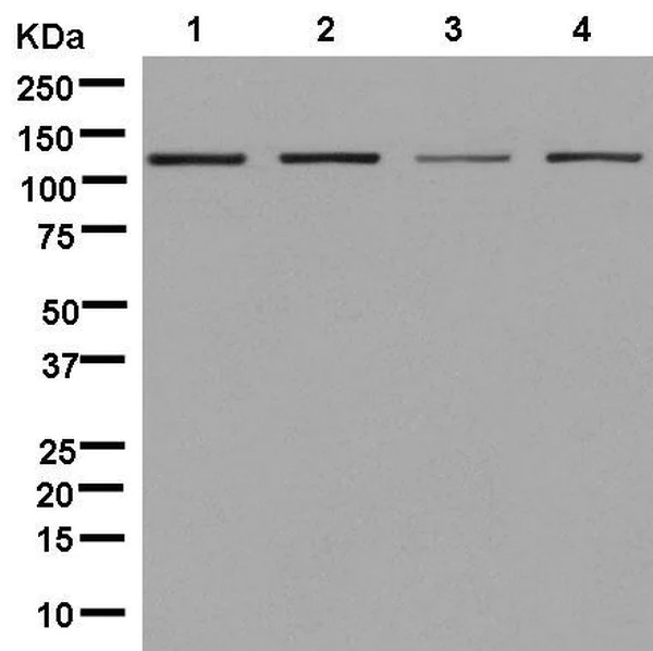 Western blot - Anti-CAND1 antibody [EPR14242(B)] - BSA and Azide free (AB250434)