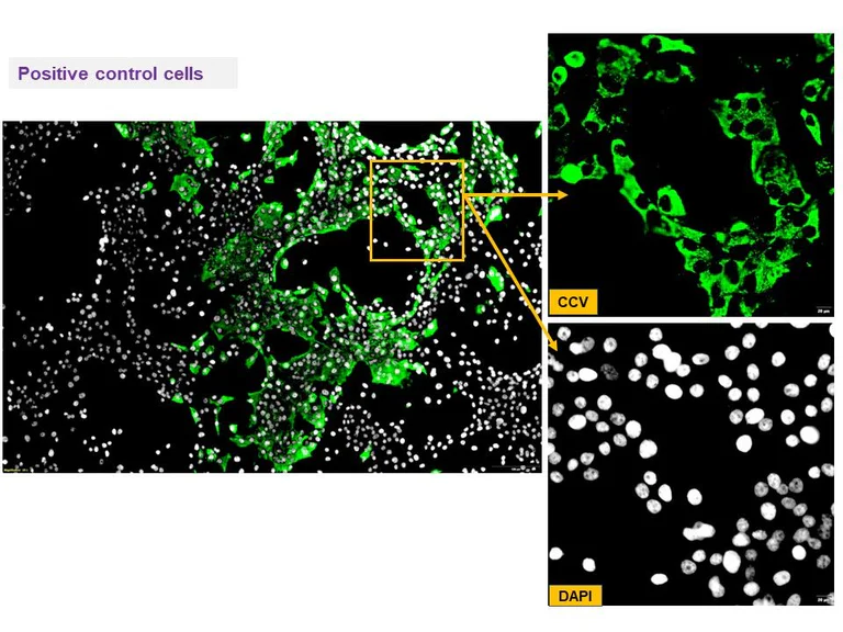 Immunocytochemistry/ Immunofluorescence - Anti-Canine Coronavirus antibody [4A9] (AB325981)