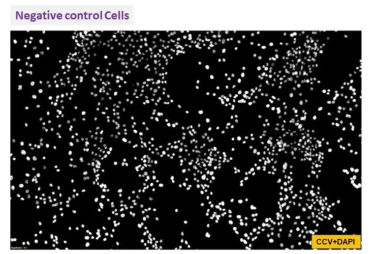 Immunocytochemistry/ Immunofluorescence - Anti-Canine Coronavirus antibody [4A9] (AB325981)