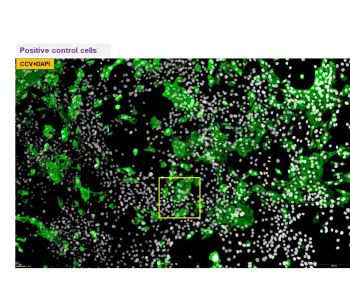 Immunocytochemistry/ Immunofluorescence - Anti-Canine Coronavirus antibody [6B8] (AB325982)