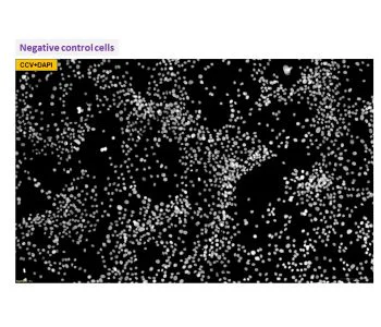 Immunocytochemistry/ Immunofluorescence - Anti-Canine Coronavirus antibody [6B8] (AB325982)