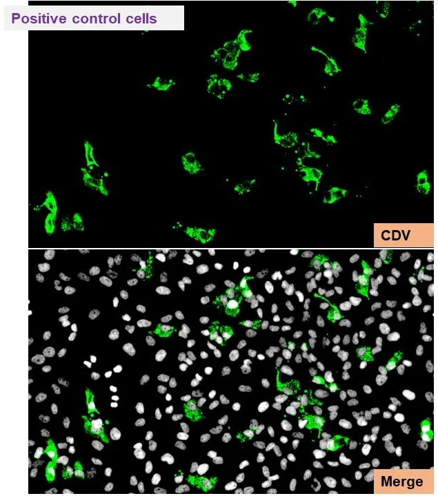 Immunocytochemistry/ Immunofluorescence - Anti-Canine Distemper Virus antibody [210] (AB325983)
