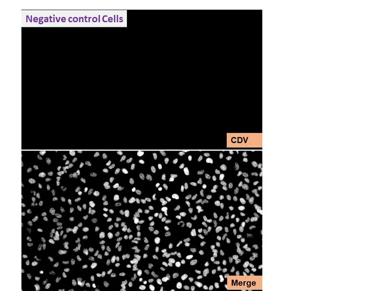 Immunocytochemistry/ Immunofluorescence - Anti-Canine Distemper Virus antibody [210] (AB325983)