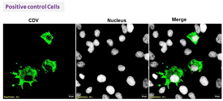 Immunocytochemistry/ Immunofluorescence - Anti-Canine Distemper Virus antibody [211] (AB325984)