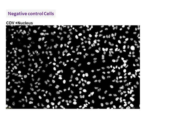 Immunocytochemistry/ Immunofluorescence - Anti-Canine Distemper Virus antibody [211] (AB325984)