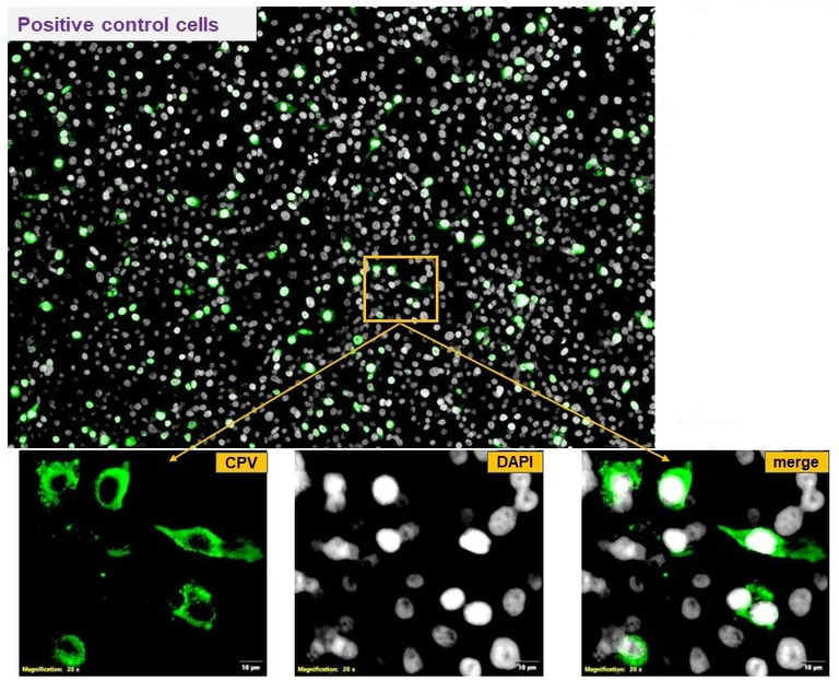 Immunocytochemistry/ Immunofluorescence - Anti-Canine Parvovirus antibody [203] (AB325986)