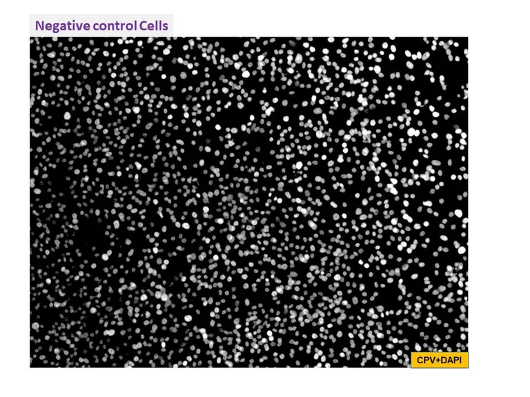Immunocytochemistry/ Immunofluorescence - Anti-Canine Parvovirus antibody [203] (AB325986)