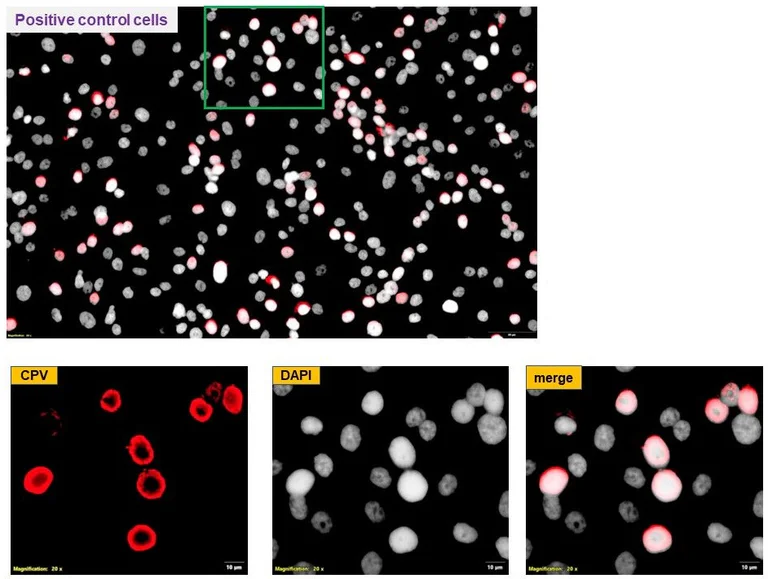 Immunocytochemistry/ Immunofluorescence - Anti-Canine Parvovirus antibody [204] (AB325987)
