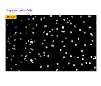 Immunocytochemistry/ Immunofluorescence - Anti-Canine Parvovirus antibody [204] (AB325987)