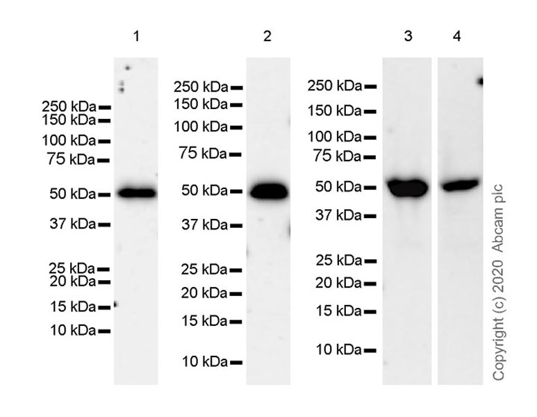 Western blot - Anti-Cannabinoid Receptor I antibody [EPR23934-20] (AB259323), expandable thumbnail