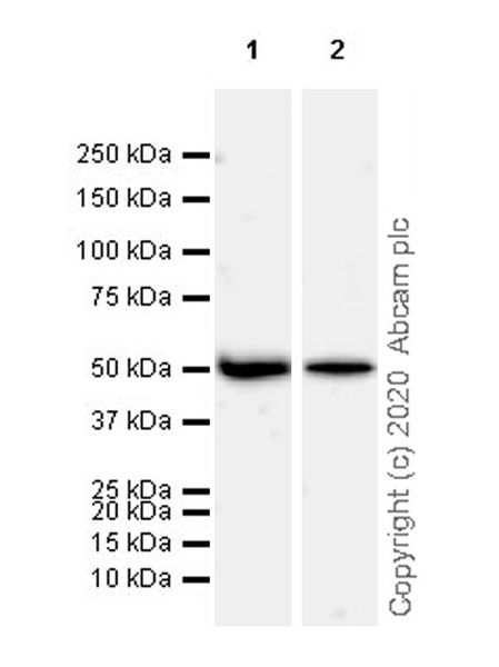 Western blot - Anti-Cannabinoid Receptor I antibody [EPR23934-20] (AB259323), expandable thumbnail