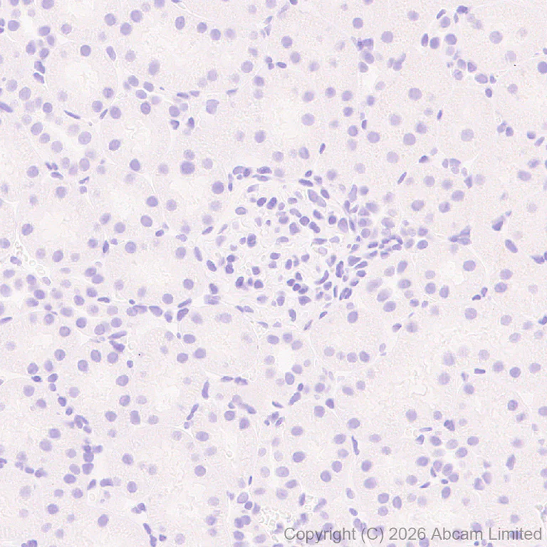 Immunohistochemistry (Formalin/PFA-fixed paraffin-embedded sections) - Anti-Cannabinoid Receptor I antibody [EPR30843-34] (AB325797)