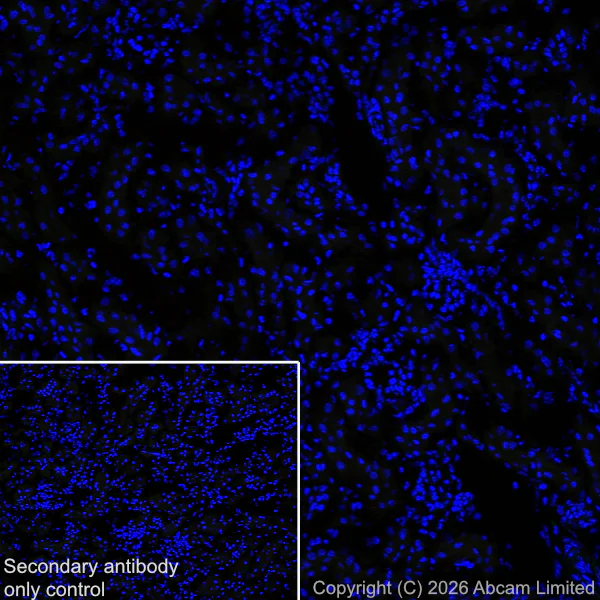 Immunohistochemistry (Frozen sections) - Anti-Cannabinoid Receptor I antibody [EPR30843-34] (AB325797)