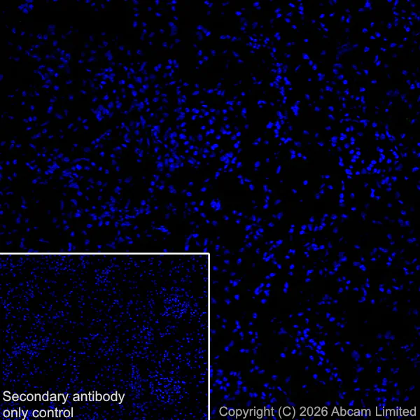Immunohistochemistry (Frozen sections) - Anti-Cannabinoid Receptor I antibody [EPR30843-34] (AB325797)