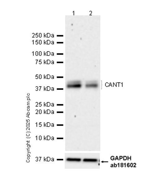 Western blot - Anti-CANT1 antibody [EPR29983-518] (AB323618), expandable thumbnail