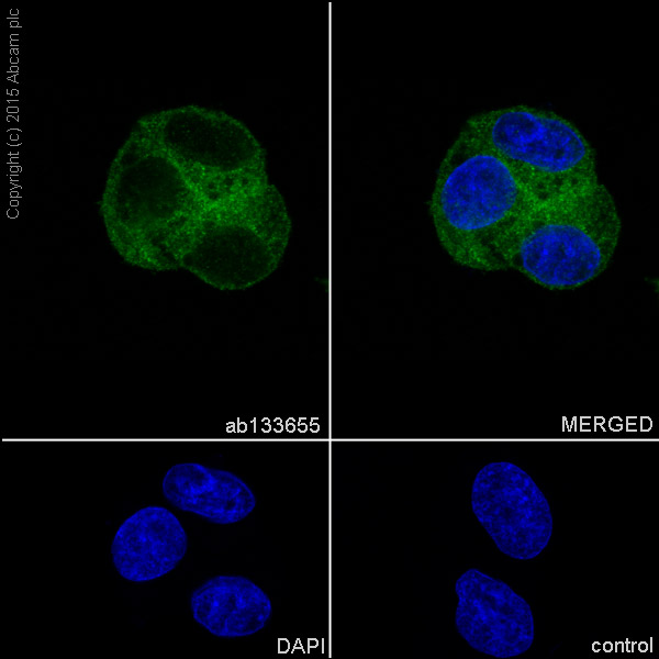 Immunocytochemistry/ Immunofluorescence - Anti-CAP1 antibody [EPR8338] - BSA and Azide free (AB232037), expandable thumbnail