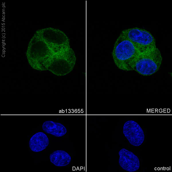 Immunocytochemistry/ Immunofluorescence - Anti-CAP1 antibody [EPR8338] - BSA and Azide free (AB232037)