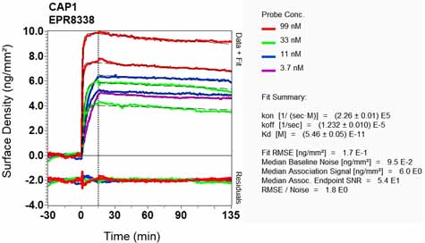 OI-RD Scanning - Anti-CAP1 antibody [EPR8338] - BSA and Azide free (AB232037), expandable thumbnail
